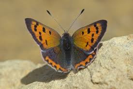 Attēlu rezultāti vaicājumam “Lycaena phlaeas male”