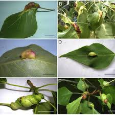 Attēlu rezultāti vaicājumam “Pemphigus borealis”
