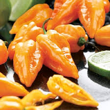 Afbeeldingsresultaat voor orange habanero hot pepper