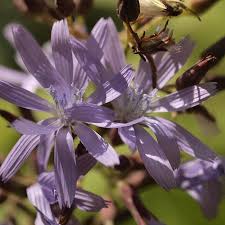 Attēlu rezultāti vaicājumam “Lactuca tatarica bud”