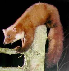 Attēlu rezultāti vaicājumam “Martes martes”