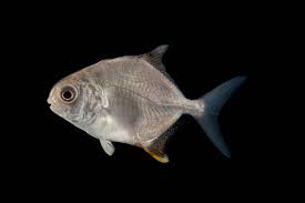 Image result for Trachinotus carolinus