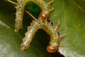 Attēlu rezultāti vaicājumam “Agrotis ripae larva”