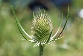 Image result for Dipsacus silvestris