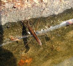 Attēlu rezultāti vaicājumam “Limnoporus rufoscutellatus”
