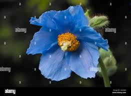 Image result for Scheinmohn