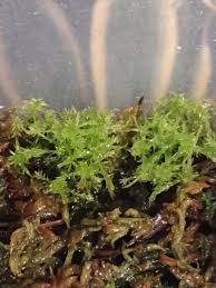 Attēlu rezultāti vaicājumam “Sphagnum magellanicum”