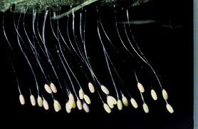 Attēlu rezultāti vaicājumam “Chrysopa eggs”