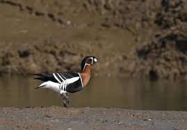 Attēlu rezultāti vaicājumam “Branta ruficollis adult”