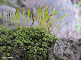 Attēlu rezultāti vaicājumam “Tortula subulata”