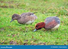 Attēlu rezultāti vaicājumam “Anas penelope”