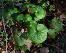 Attēlu rezultāti vaicājumam “Alliaria petiolata leaf”