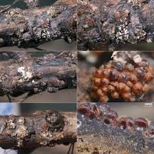 Attēlu rezultāti vaicājumam “Nectria sp., Neonectria sp.”