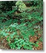 Attēlu rezultāti vaicājumam “Laserpitium latifolium leaf”