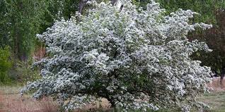 Attēlu rezultāti vaicājumam “Crataegus douglasii”