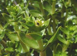 Attēlu rezultāti vaicājumam “Honckenya peploides bud”