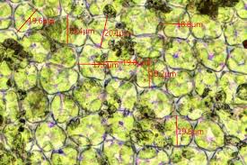 Attēlu rezultāti vaicājumam “Orthotrichum cupulatum var. riparium sporophyte”