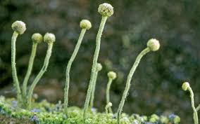 Attēlu rezultāti vaicājumam “Chaenotheca furfuracea”