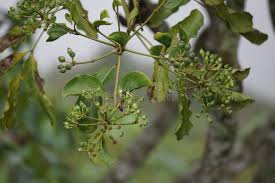 Attēlu rezultāti vaicājumam “Phellodendron amurense flower”
