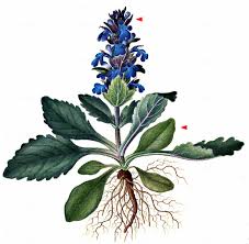 Attēlu rezultāti vaicājumam “Ajuga genevensis”