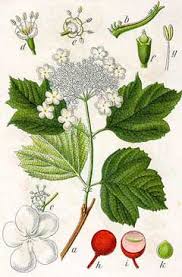 Attēlu rezultāti vaicājumam “Viburnum opulus bud”