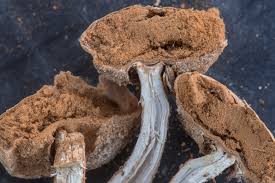 Attēlu rezultāti vaicājumam “Tulostoma fimbriatum”