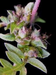 Attēlu rezultāti vaicājumam “Ambrosia artemisiifolia fruit”