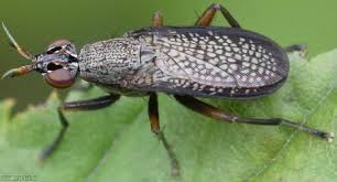 Attēlu rezultāti vaicājumam “Coremacera marginata”