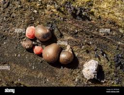 Attēlu rezultāti vaicājumam “Lycogala cf. fossiculatum macro”