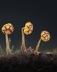 Attēlu rezultāti vaicājumam “Physarum pezizoideum spores”