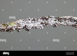 Attēlu rezultāti vaicājumam “Diderma spumarioides”