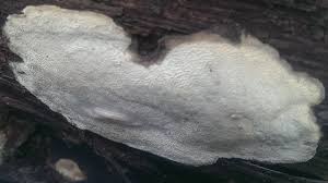 Attēlu rezultāti vaicājumam “Perenniporia medulla-panis”