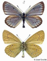 Attēlu rezultāti vaicājumam “Maculinea teleius”