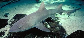 Image result for Triakis megalopterus