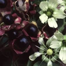 Attēlu rezultāti vaicājumam “Silene baccifera fruit”