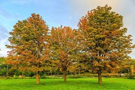 Attēlu rezultāti vaicājumam “Aesculus hippocastanum”