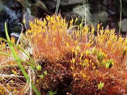 Attēlu rezultāti vaicājumam “Ceratodon purpureus sporophyte”