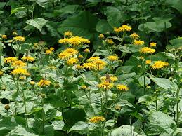 Image result for Telekia speciosa