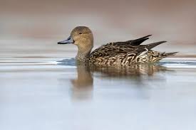 Attēlu rezultāti vaicājumam “Anas acuta”