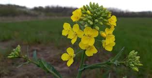 Attēlu rezultāti vaicājumam “Brassica napus flower”