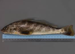 Image result for Menticirrhus americanus