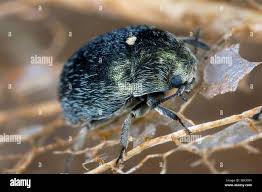 Attēlu rezultāti vaicājumam “Byrrhidae”