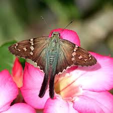Attēlu rezultāti vaicājumam “Lepidoptera”