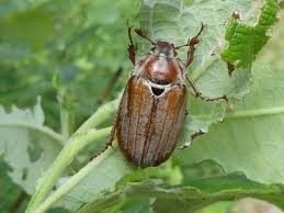 Attēlu rezultāti vaicājumam “Melolontha hippocastani imago”