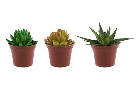 Image result for Mehikasvi