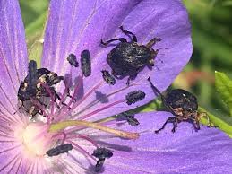 Attēlu rezultāti vaicājumam “Mononychus punctumalbum”