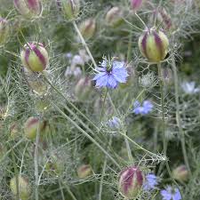 Image result for Nigella damascena