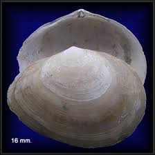 Attēlu rezultāti vaicājumam “Macoma baltica”