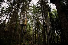 Image result for The Go Ape Experience (Swinley Forest)