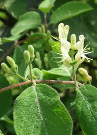 Attēlu rezultāti vaicājumam “Lonicera xylosteum leaf”